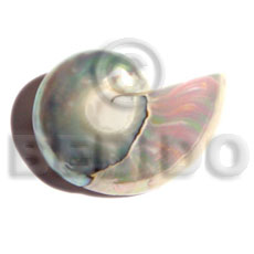 nautilus shell brooch - Brooch