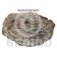 Ra unpolished blacklip shells Raw Shells