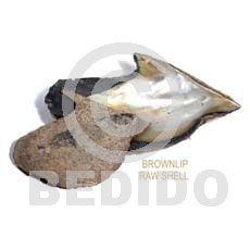 ra unpolished brownlip shells/ asstd sizes / per kilo - Raw Shells