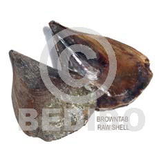 Ra unpolished browntab shells Raw Shells