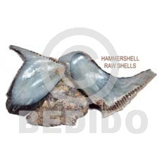 Ra unpolished hammershells per Raw Shells