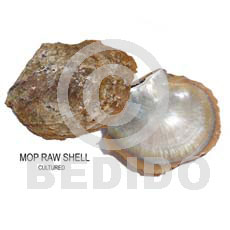 ra unpolished mother of pearl ( MOP) shells / cultured/  per kilo - Raw Shells