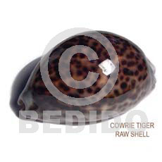 3 in to 4in up raw cowrie tiger shell / per piece - Raw Shells