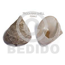 Ra unpolished troca shells Raw Shells