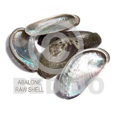 Ra unpolished abalone shells Raw Shells