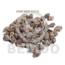 ra unpolished nassa tiger shells / no holes / per kilo - Raw Shells