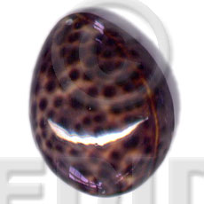 tiger cowrie  oval hunchback - Shell Pendant