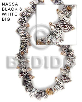nassa black and white ( big ) - Whole Shell Beads