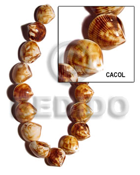 cacol shell - Whole Shell Beads