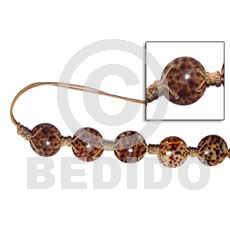 Round 35mm Cowrie Tiger Shell
