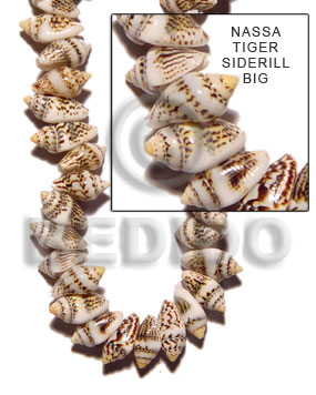 hand made Nassa tiger sidedrill Shell Beads