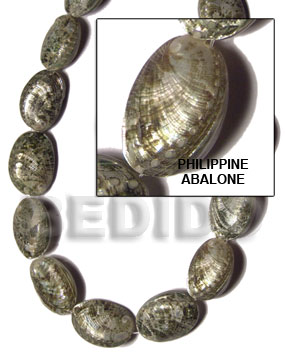 Philippine abalone