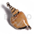 Brown Canarium (approx. 45mm -