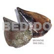 Ra Unpolished Browntab Shells /