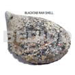 Ra Unpolished Blacktab Shells /