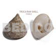 Ra Unpolished Troca Shells /