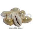 Loose Monita Shells / No