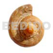 Cone Melo ( Varying Sizes