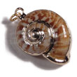 Land Snail (approx. 30mm -