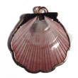 Amosiom Shell (approx. 35mm -