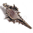 Koriosos Family Shell (approx. 45mm