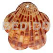 Piktin Scallop
