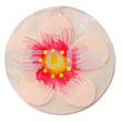 Round Natural 50mm Capiz Shell