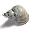 Green Turbo Shell (approx. 35mm