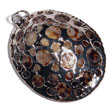 Oval Limpit Shell (approx. 45mmx35mm